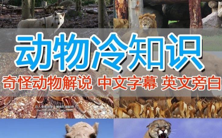 外面卖1699的国外纪录片解说（动物解说、美食、动画片）稳过中视频-如意资源库